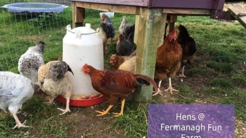 Fermanagh Fun Farm Featured Photo