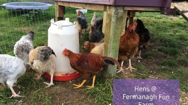 Fermanagh Fun Farm Featured Photo | Cliste!